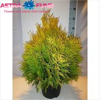 Thuja Sunkist φωτογραφία