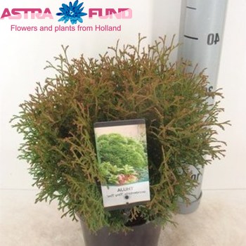 Thuja Tiny Tim φωτογραφία