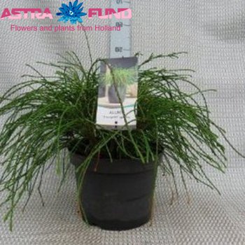 Thuja Whipcord φωτογραφία