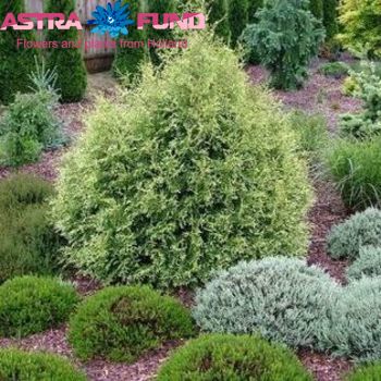 Thuja White Variegata φωτογραφία