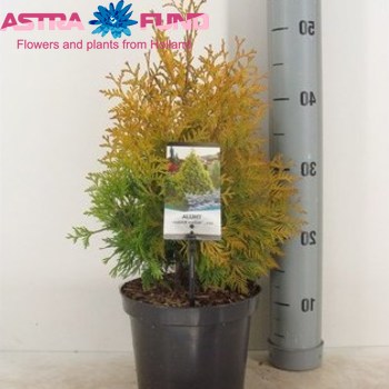 Thuja Yellow Ribbon φωτογραφία