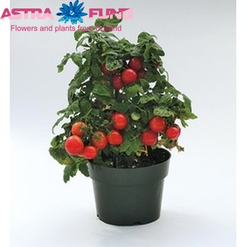 Tomatoplants foto
