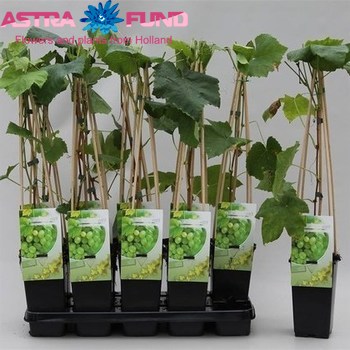 Vitis Himrod foto