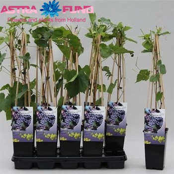 Vitis Mika foto