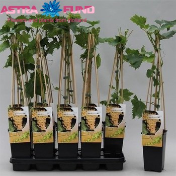 Vitis Muscaat van Alexandrie foto