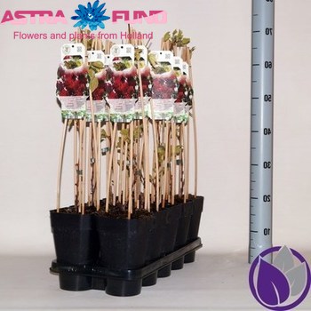 Vitis Purpurea (Ornamental) foto