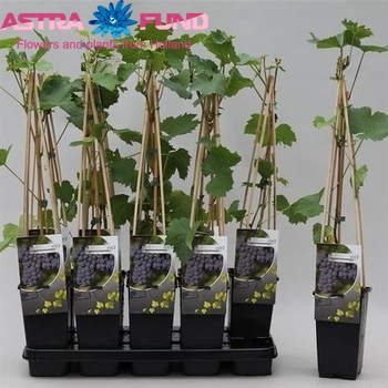 Vitis Regent foto