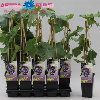 Vitis Rembrandt foto