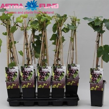 Vitis Spulga foto