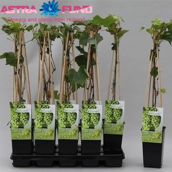 Vitis Sukribe foto