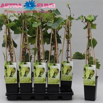 Vitis Supaga foto