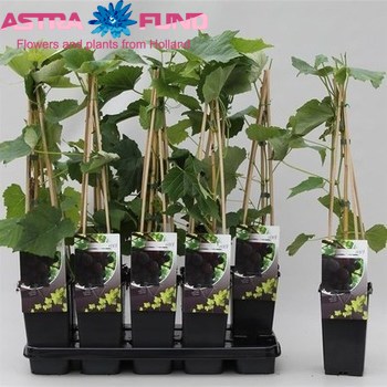 Vitis Vanessa foto