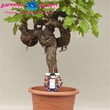 Vitis Vinifera Pyramide (Druif) foto