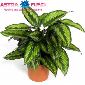 Calathea Beautystar fotó