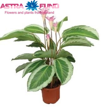 Calathea Bicajoux Gekko fotó