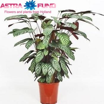 Calathea Compactstar fotó