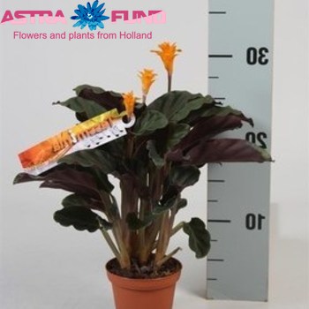 Calathea Cr. Crocata fotó