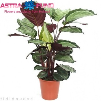 Calathea Darkstar fotó