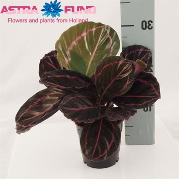 Calathea Dottie fotó