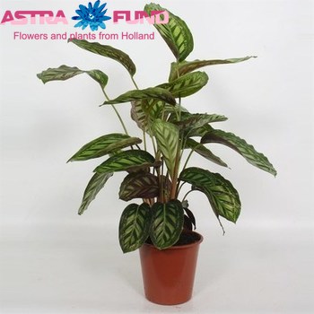 Calathea Flamestar fotó