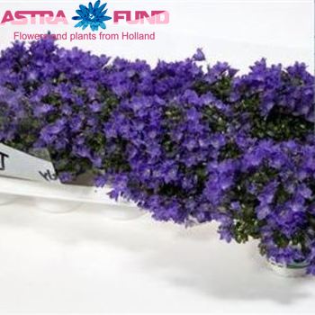 Campanula Spring Bell fotografija