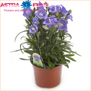 Campanula Takion Blue fotografija