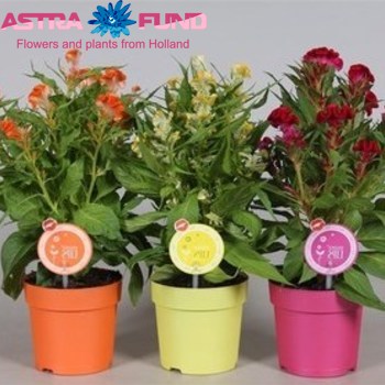 Celosia Cr Twisted foto