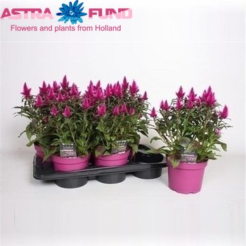 Celosia Deep Purple foto
