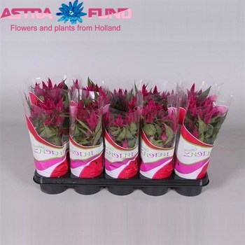 Celosia Intenz+ foto