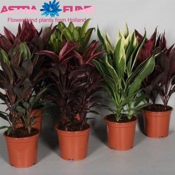 Cordyline Gemengd fotó