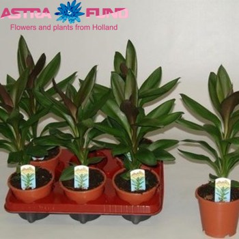 Cordyline Glauca fotó