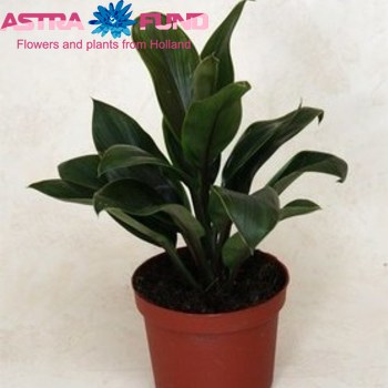 Cordyline Green Compacta fotó