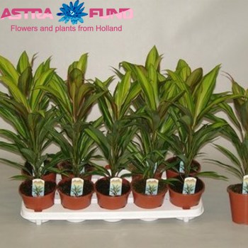 Cordyline Kiwi fotó