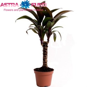 Cordyline Purple Compacta fotó