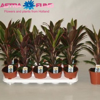 Cordyline Rumba fotó