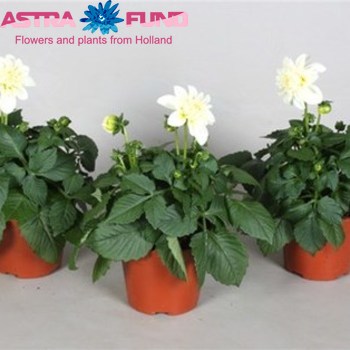 Dahlia Dahliette White photo