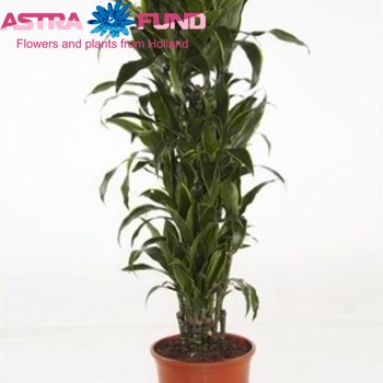 Dracaena  Arturo fotó
