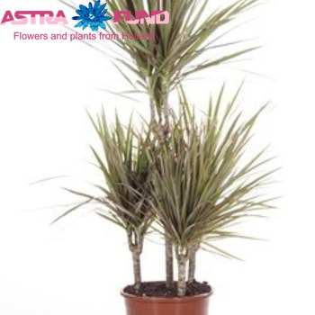 Dracaena  Bicolor Carrousel fotó
