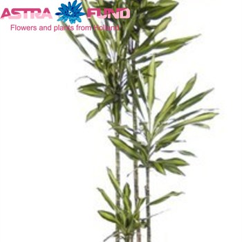 Dracaena Cintho fotó