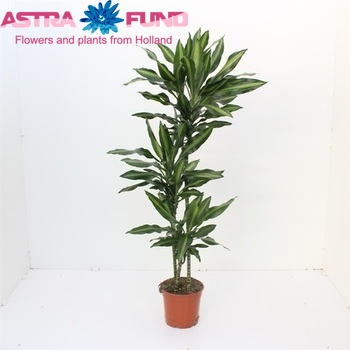 Dracaena Cintho Branched fotó