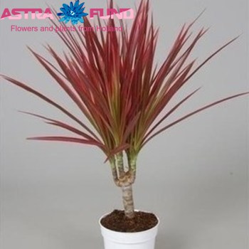 Dracaena Colorama Single stem fotó