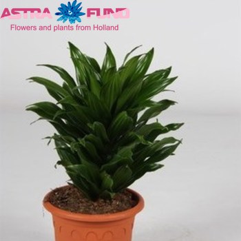 Dracaena Comp Compacta Head fotó