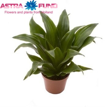 Dracaena Janet Craig foto