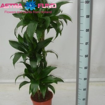 Dracaena Janet Craig Branched foto