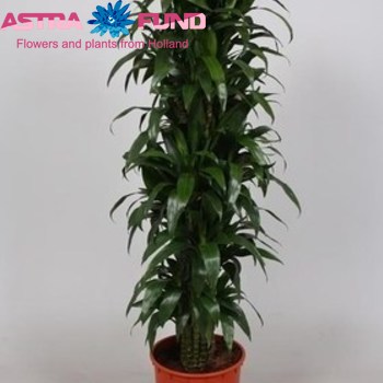 Dracaena Janet Craig Carrousel foto