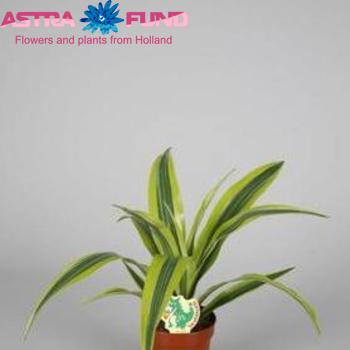 Dracaena Lemon Lime foto