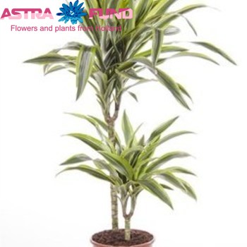 Dracaena Lemon Lime Branched foto