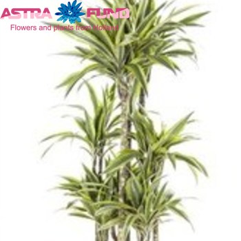Dracaena Lemon Lime Carrousel foto