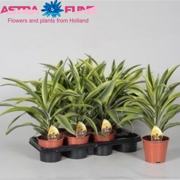 Dracaena Lemon Lime Head foto