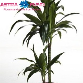 Dracaena Lisa foto
